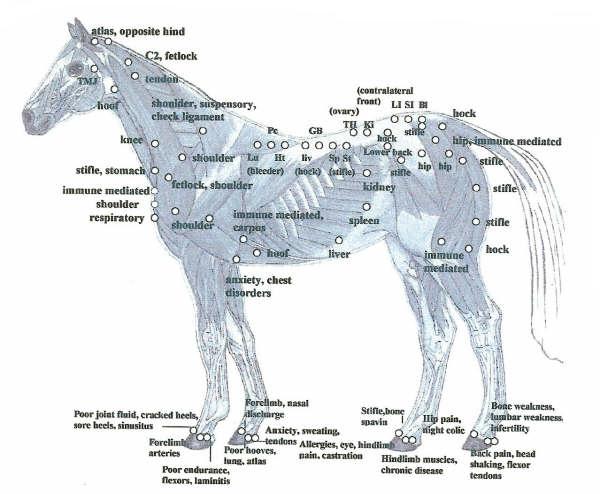 Equine Electrotherapy Treatment